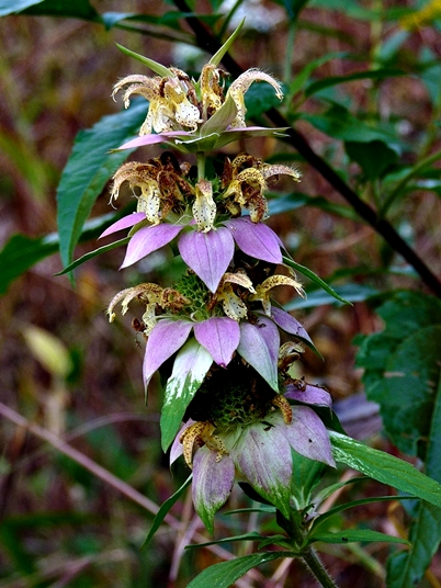 {Monarda punctata var. punctata}